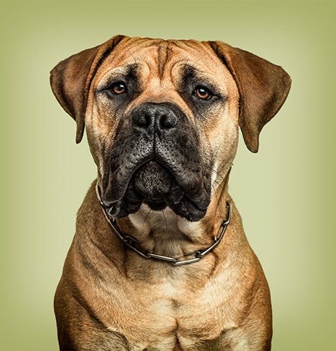 Boxer dog pet photography