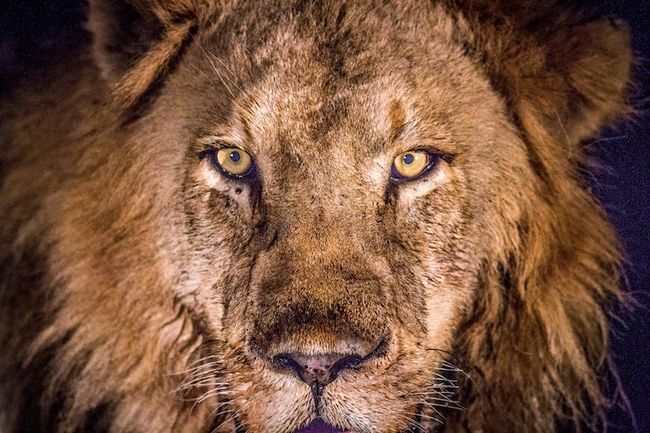 Fotografia focada em animais