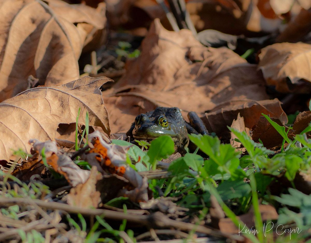 AMPHIBIANS & REPTILES | KevinCooperNature&WildlifePhotography